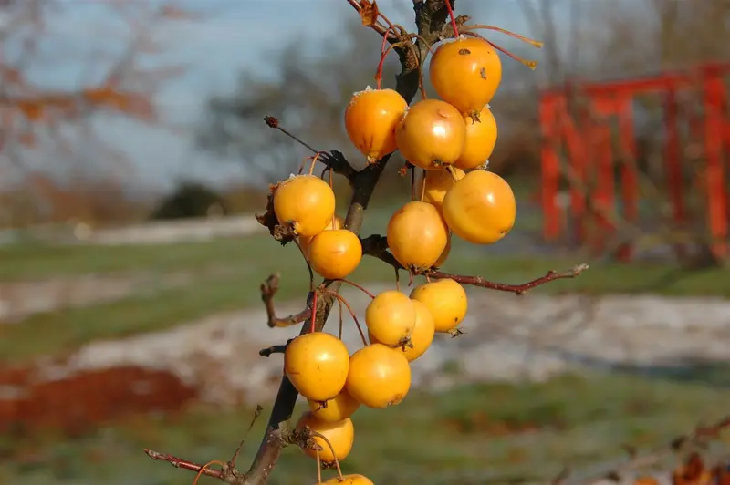 malus hybr. 'golden hornet' 6/ 8 - afbeelding 5