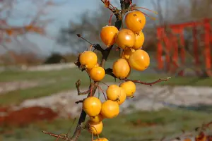 malus hybr. 'golden hornet' 6/ 8 - afbeelding 5