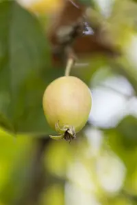 malus hybr. 'john downie' 10/12 - afbeelding 1