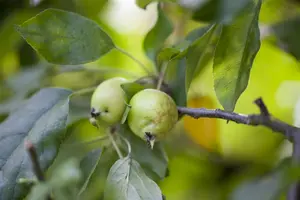 malus hybr. 'john downie' 10/12 - afbeelding 2