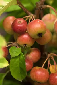 malus hybr. 'perpetu'®  ('evereste'®) 10/12 BW VRGL - afbeelding 2