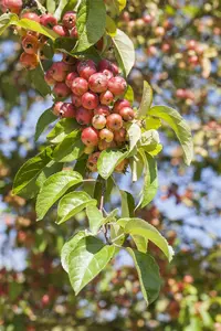 malus hybr. 'perpetu'®  ('evereste'®) 10/12 BW VRGL - afbeelding 4