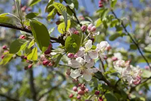 malus hybr. 'perpetu'®  ('evereste'®) 10/12 BW VRGL - afbeelding 3