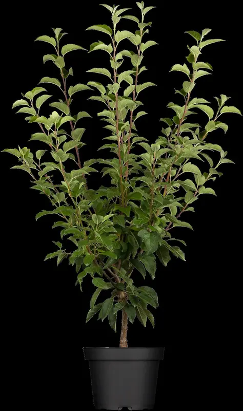 malus hybr. 'perpetu'®  ('evereste'®) 10/12 BW VRGL - afbeelding 1