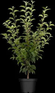 malus hybr. 'perpetu'®  ('evereste'®) 12/14 C - afbeelding 1