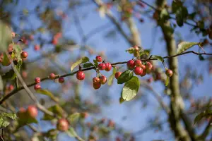 malus hybr. 'red sentinel' (200-250 cm) C12 - afbeelding 3