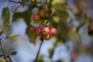 malus hybr. 'red sentinel' 6/ 8 - afbeelding 2