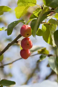 malus hybr. 'red sentinel' 8/10 - afbeelding 4