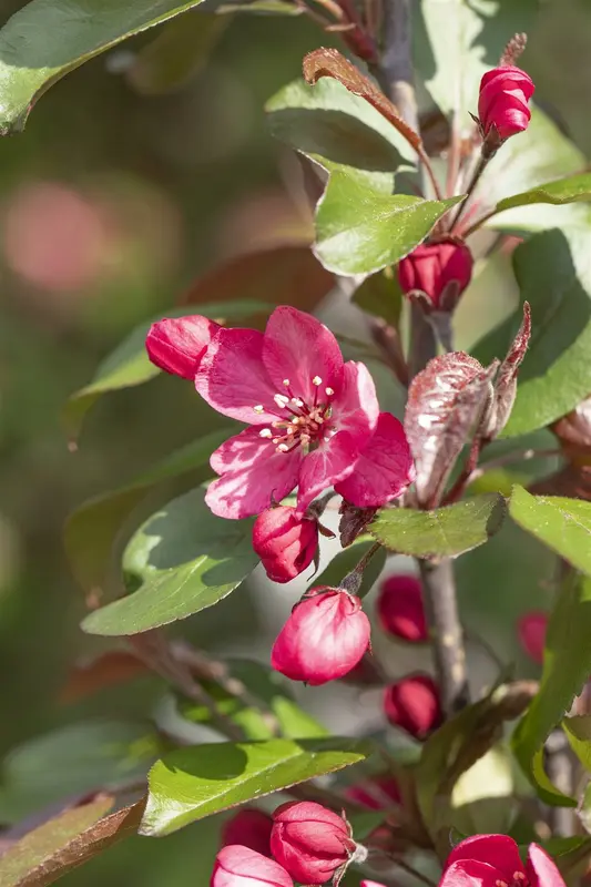 malus hybr. 'royalty' - afbeelding 1