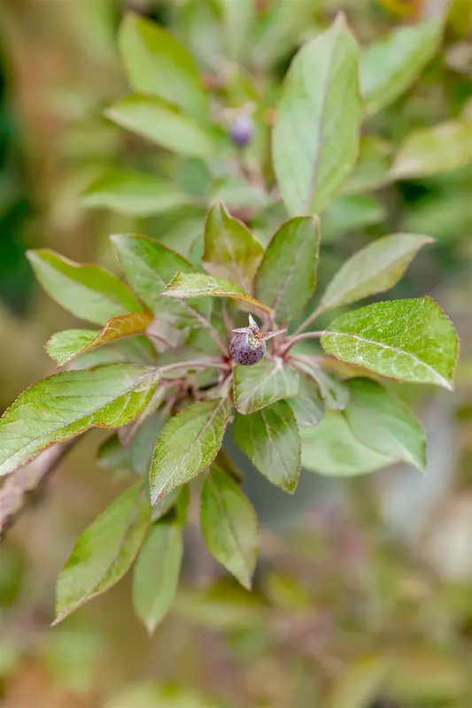 malus hybr. 'royalty' - afbeelding 4