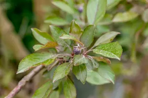 malus hybr. 'royalty' - afbeelding 2