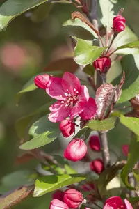 malus hybr. 'royalty' 8/10 - afbeelding 1