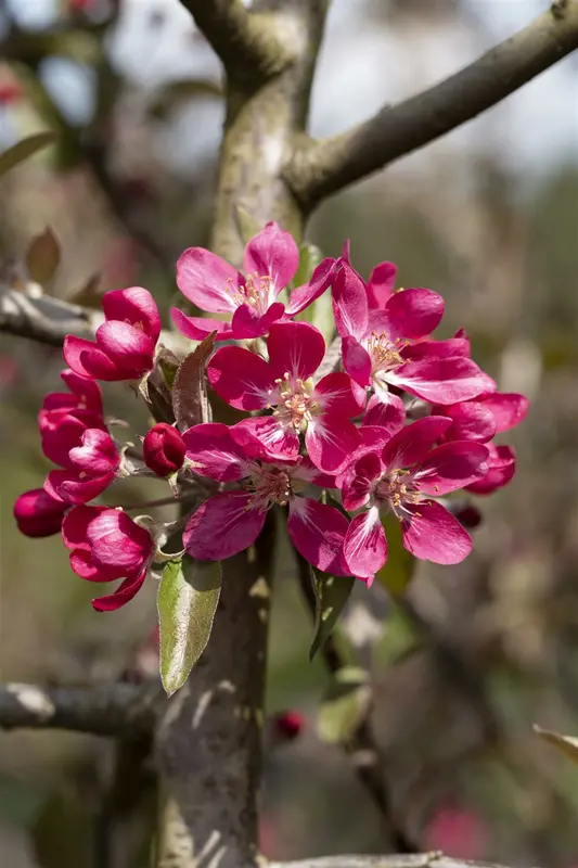 malus hybr. 'rudolph' 6/ 8 - afbeelding 4