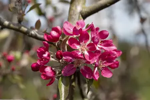 malus hybr. 'rudolph' 6/ 8 - afbeelding 2