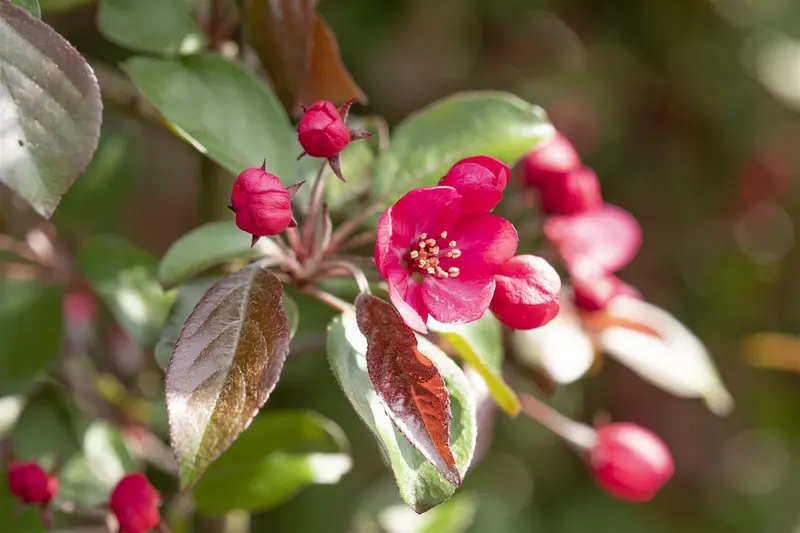 malus hybr. 'rudolph' 8/10 - afbeelding 1