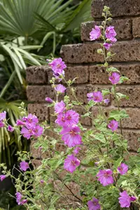 malva moschata P11 - afbeelding 3