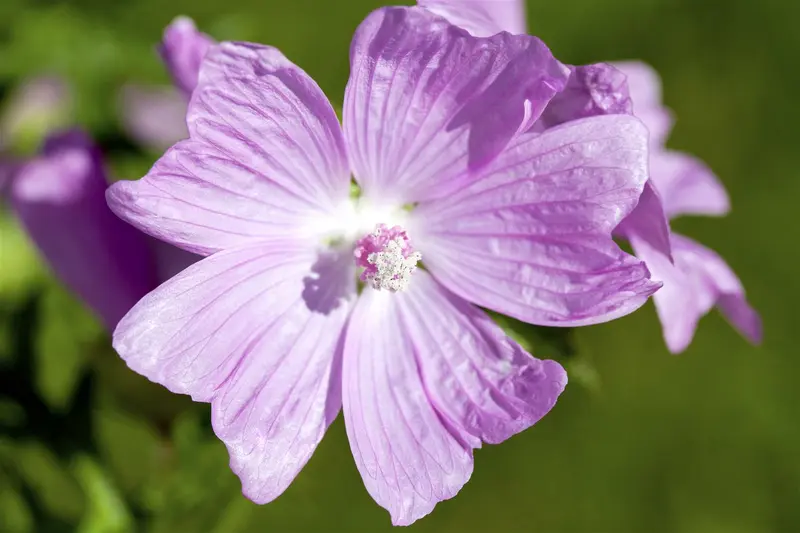 malva moschata P11 - afbeelding 1