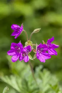 erodium manescavii P9