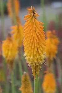 kniphofia hybr. 'mango popsicle'® P9 - afbeelding 1