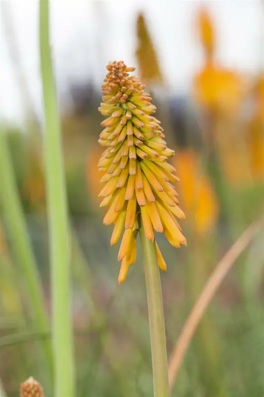 kniphofia hybr. 'mango popsicle'® P9 - afbeelding 2