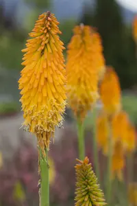 kniphofia hybr. 'mango popsicle'® P9 - afbeelding 3