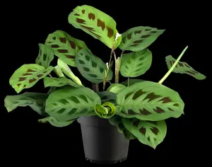 maranta leucorneura kerchoveana - afbeelding 1