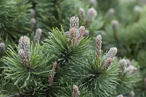 pinus mugo 'march' - afbeelding 1