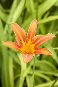 hemerocallis hybr. 'margaret perry' P9 - afbeelding 2