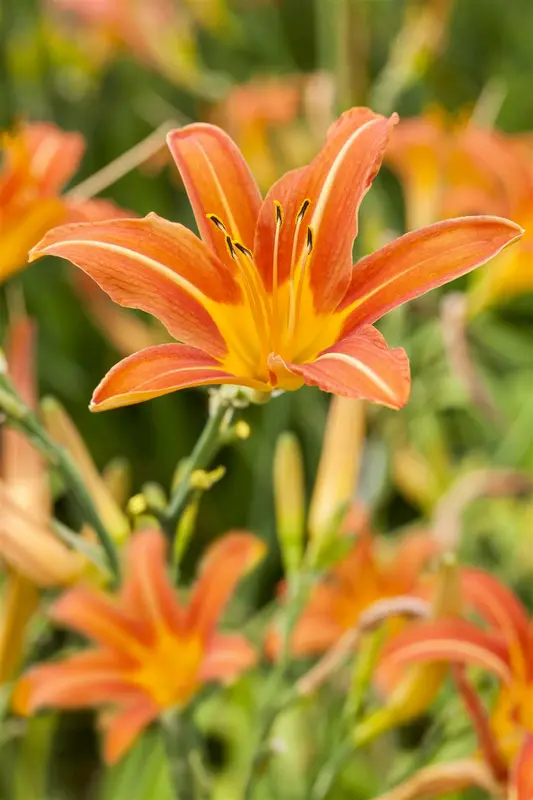 hemerocallis hybr. 'margaret perry' P9 - afbeelding 3