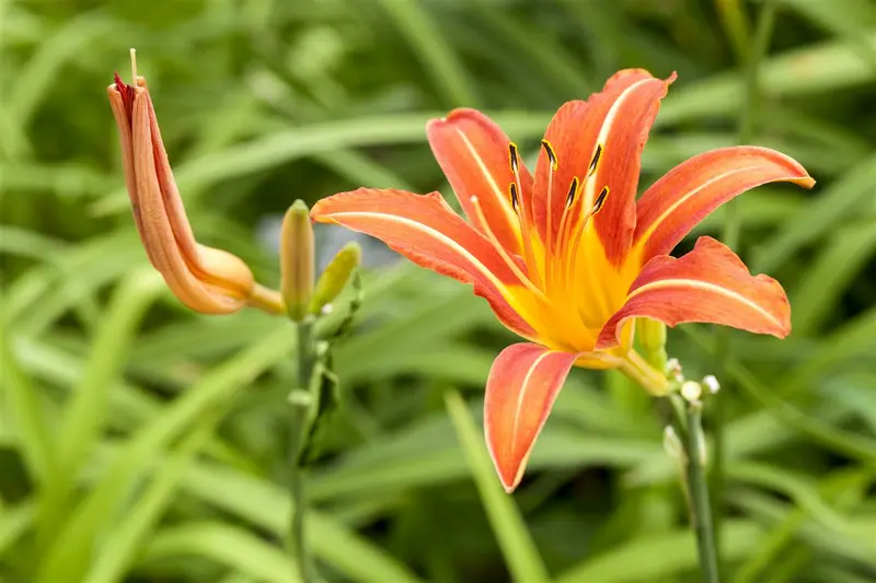 hemerocallis hybr. 'margaret perry' P9 - afbeelding 1