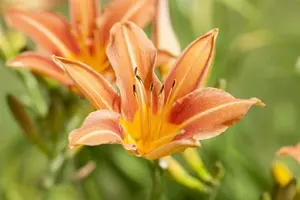 hemerocallis hybr. 'margaret perry' P9 - afbeelding 4