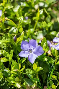 vinca minor 'marie'® P9 - afbeelding 2