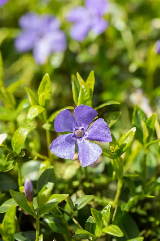 vinca minor 'marie'® P9 - afbeelding 3