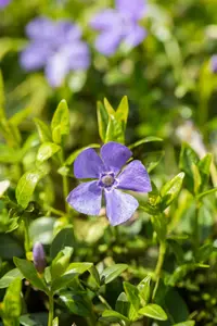 vinca minor 'marie'® P9 - afbeelding 3