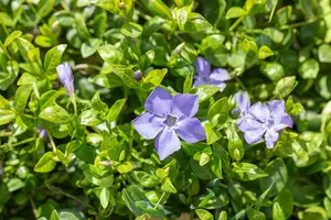 vinca minor 'marie'® P9 - afbeelding 1