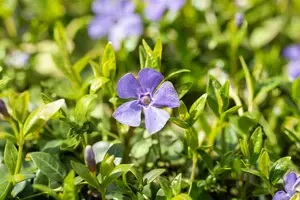 vinca minor 'marie'® P9 - afbeelding 4