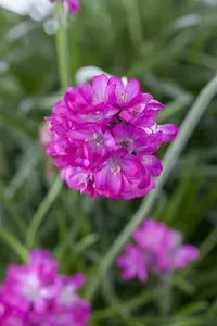 armeria maritima p11 - afbeelding 2