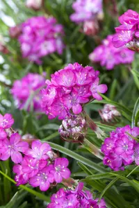 armeria maritima p11 - afbeelding 5