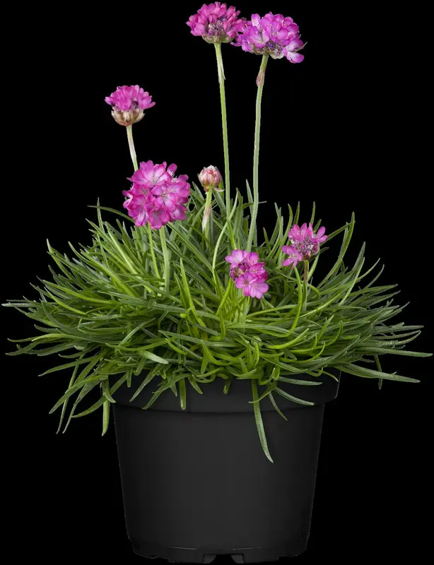 armeria maritima p11 - afbeelding 3