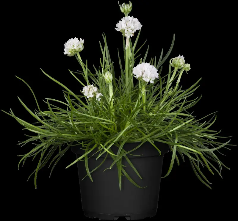 armeria maritima p11 - afbeelding 4