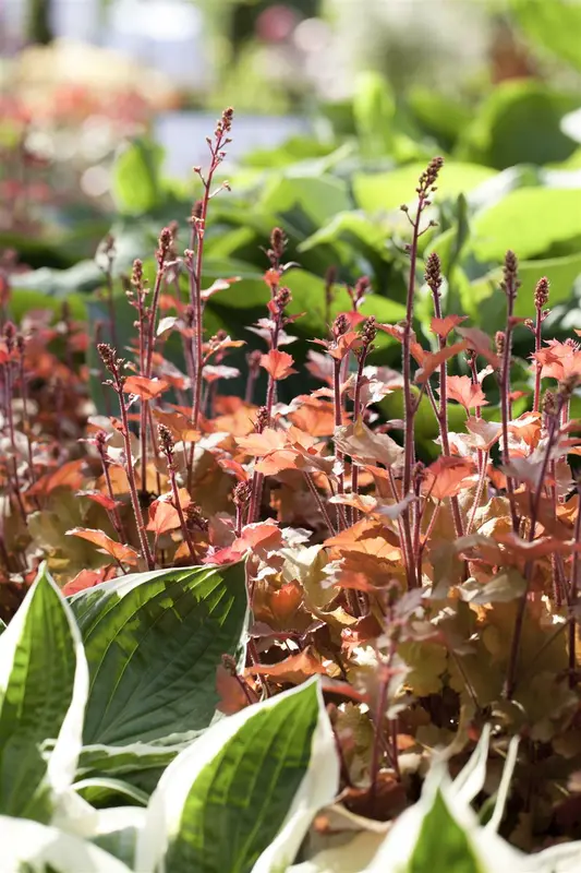 heuchera hybr. 'marmalade'® C2 - afbeelding 1