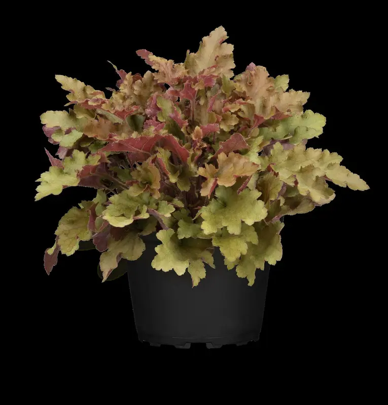 heuchera hybr. 'marmalade'® C2 - afbeelding 4