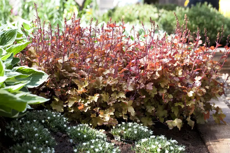 heuchera hybr. 'marmalade'® C2 - afbeelding 2