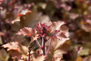 heuchera hybr. 'marmalade'® C2 - afbeelding 3