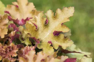 heuchera hybr. 'marmalade'® C2 - afbeelding 5