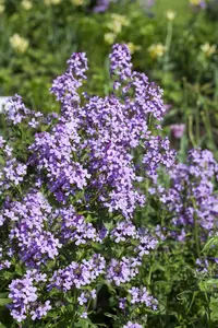 hesperis matronalis P9 - afbeelding 2