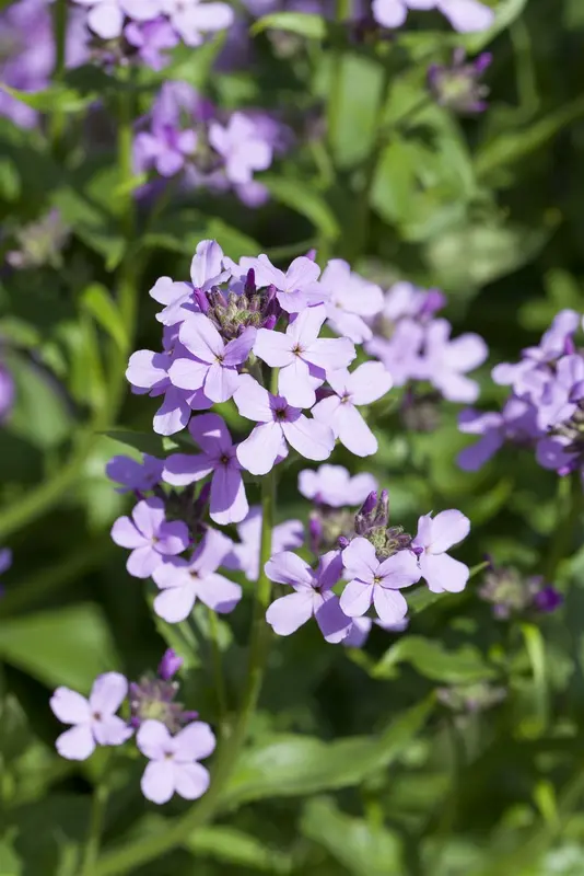 hesperis matronalis P9 - afbeelding 1