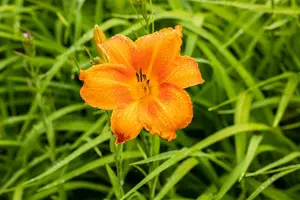 hemerocallis hybr. 'mauna loa' P9