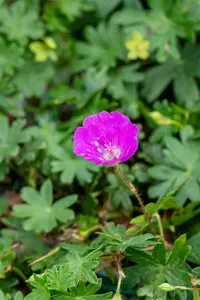 geranium sang. 'max frei' P11 - afbeelding 3