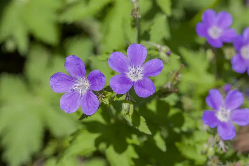 geranium sylv. 'mayflower' P9 - afbeelding 1